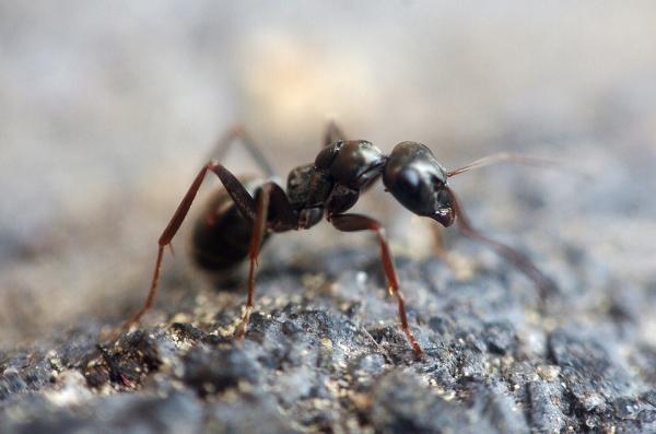 Bergen Pest Management