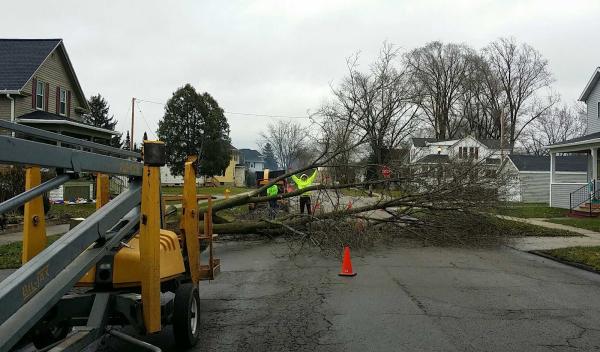 Tom's Tree Service LLC