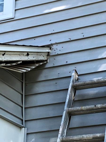 Genesis Pest Services