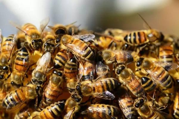 Pest Control Final Exterminators