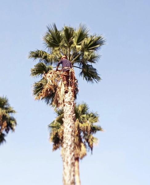 Spartan Tree Service