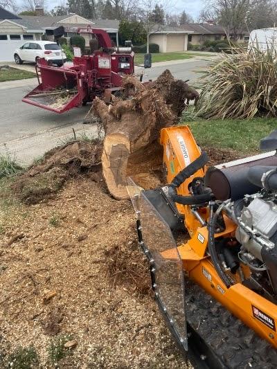 Spartan Tree Service