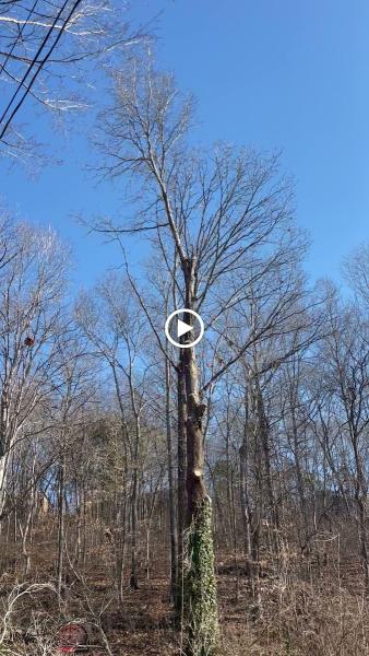 Js Tree Services
