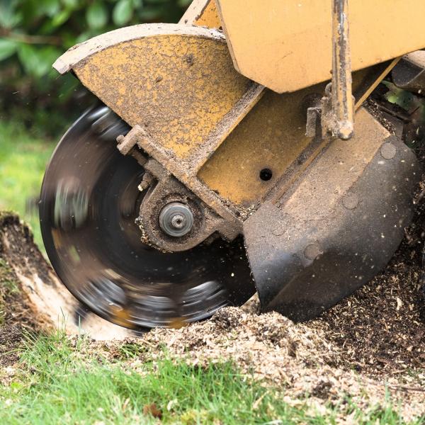 Georgetown Tree Service