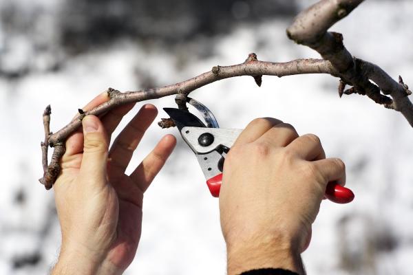 Georgetown Tree Service