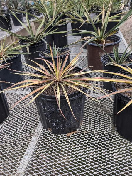 Cantu Nursery & Landscape