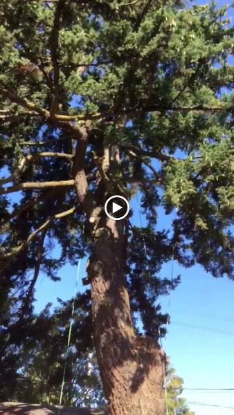 Samsara Tree Care