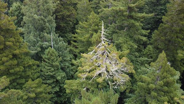 Samsara Tree Care