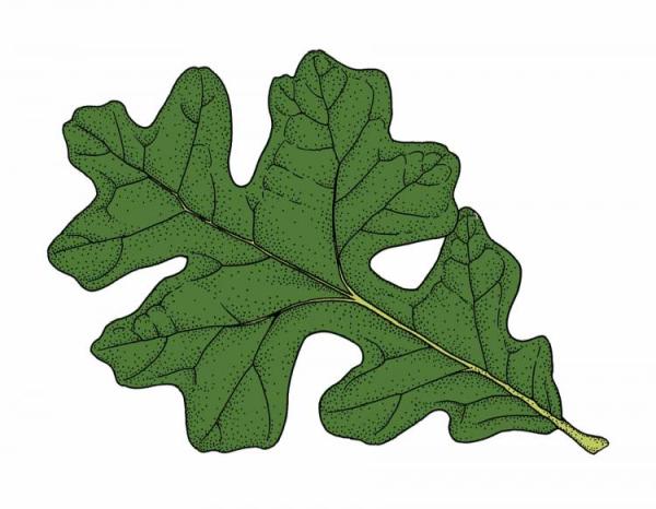 American Tree Service