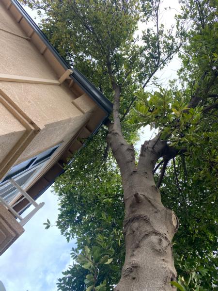 American Tree Service