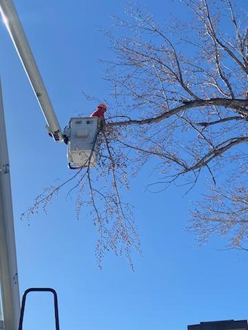 Timberworx Tree & Landscaping