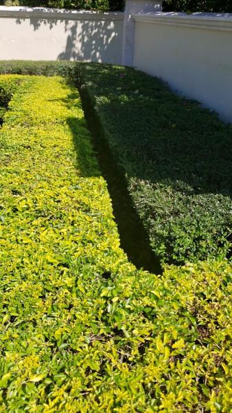 Amaya Landscaping Maintenance & Lawn Care