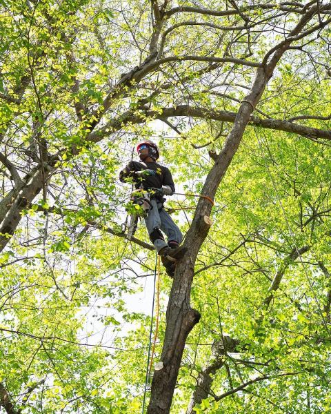 Southern Tree Pros