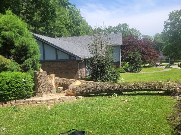 Branching Out Tree Service