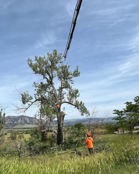 Root Tree Service