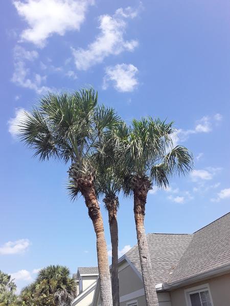Cody's Tree Service LLC