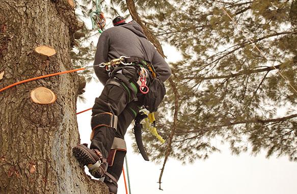 Arbor Barber Tree Service