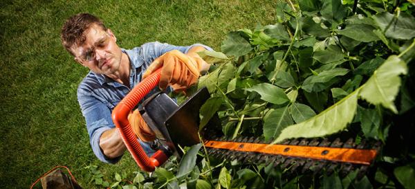 Arbor Barber Tree Service