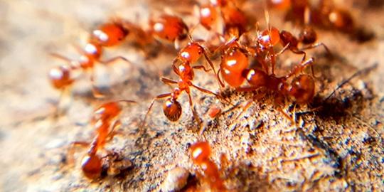 Legacy Pest Management