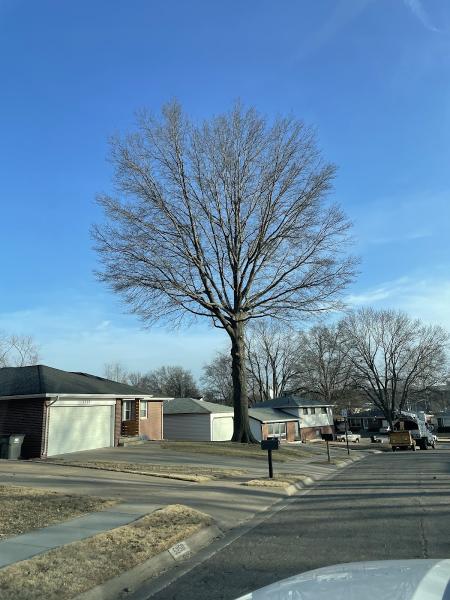 One Life Tree Service