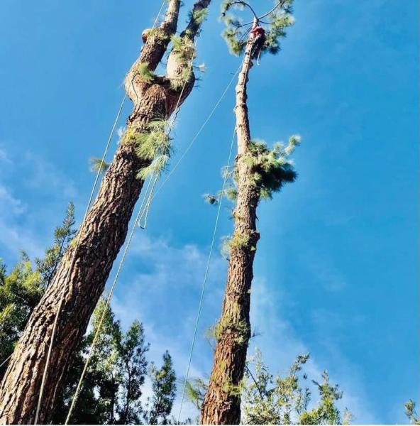 RS Tree Service