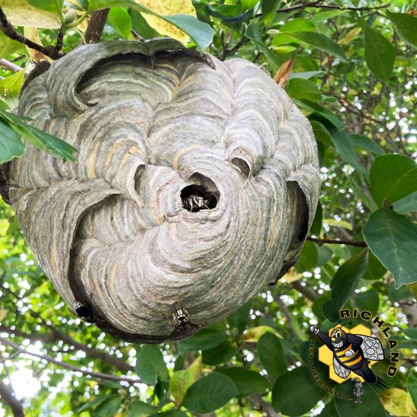Richland Pest & Bee Control