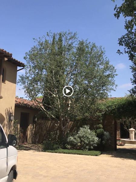Big Branch Tree Service Inc