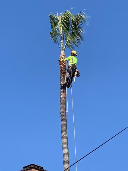 Big Branch Tree Service Inc