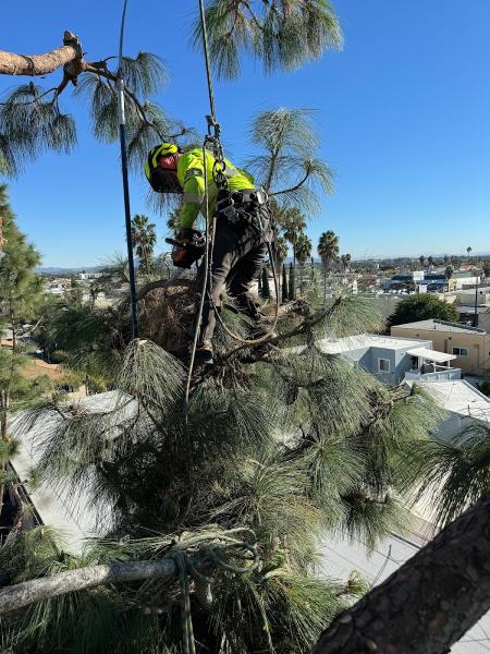 Big Branch Tree Service Inc