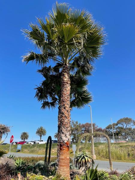 Big Branch Tree Service Inc