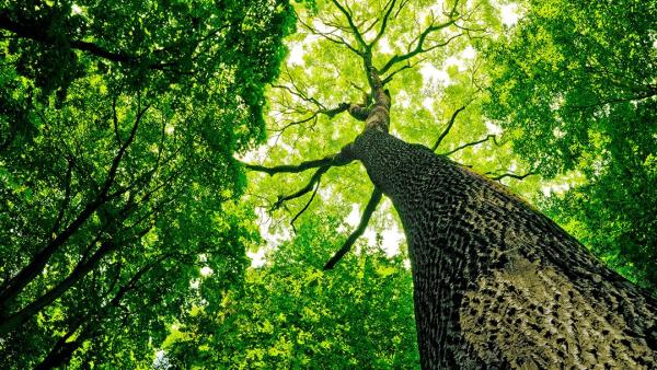 McCoy's Tree Service