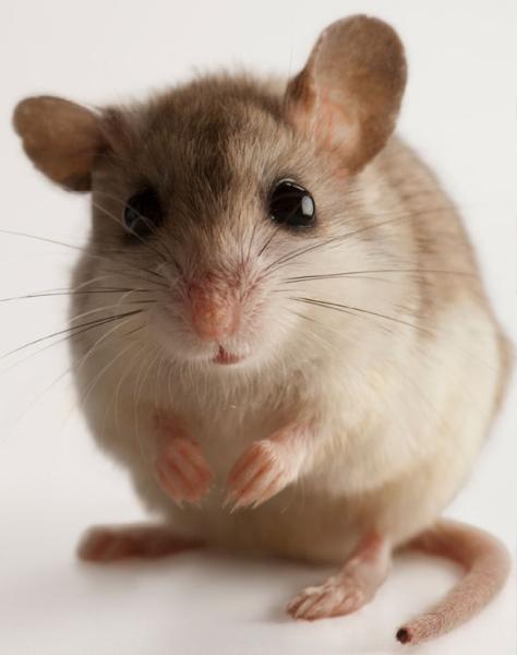 A&W Pest Control