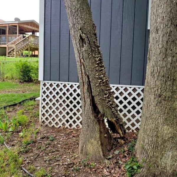Caballeros Tree Service & Landscaping