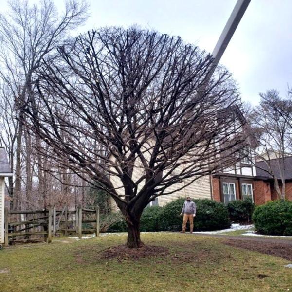 Caballeros Tree Service & Landscaping