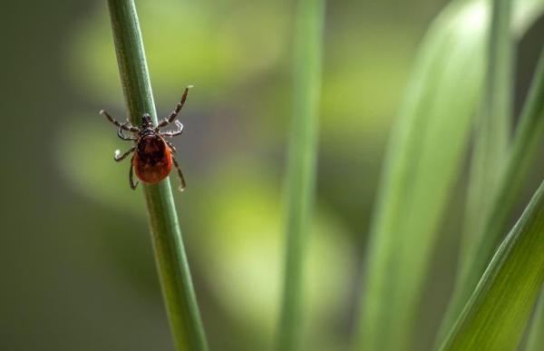 JD and Son's Tick and Mosquito Control