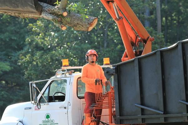 Medrano's Tree Services