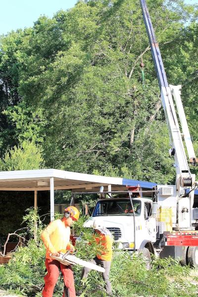 Medrano's Tree Services