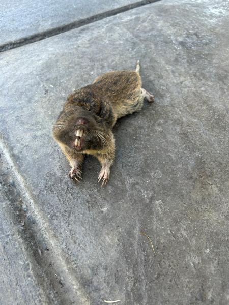 Gopher & Mole Exterminator