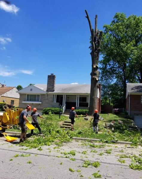 Twin Tree Care