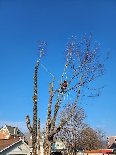 Twin Tree Care