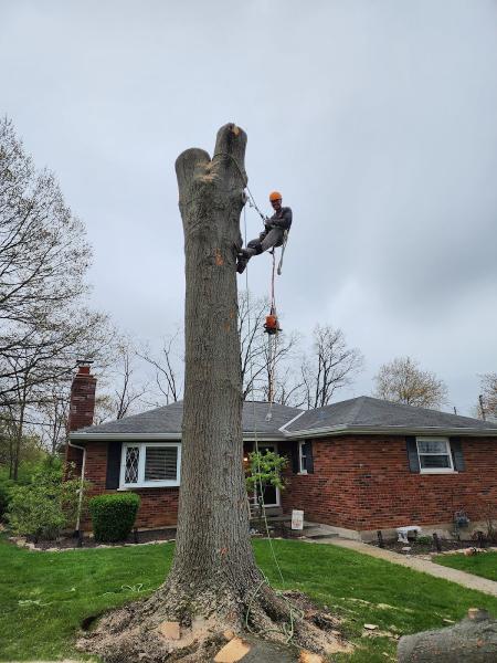 Twin Tree Care