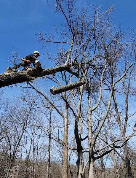 Twin Tree Care