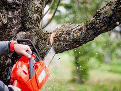 Casillas Lawn and Tree Service