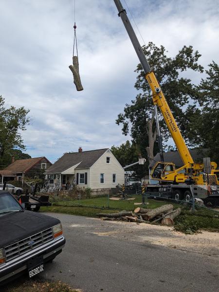 Bushwackers Two Tree Care Specialist