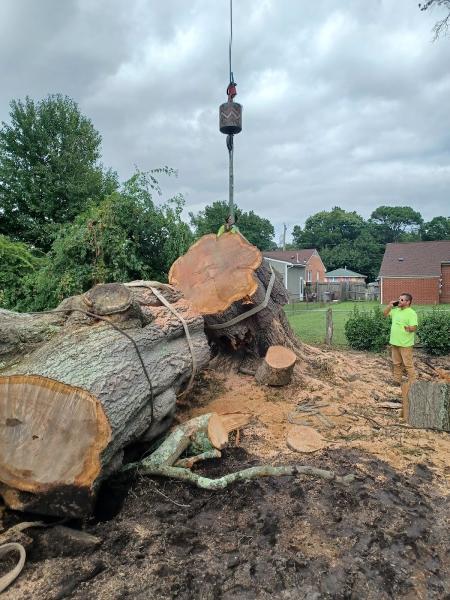 Bushwackers Two Tree Care Specialist