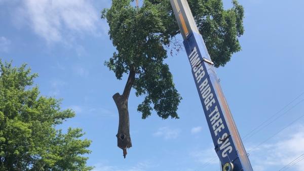 Timber Ridge Tree Care