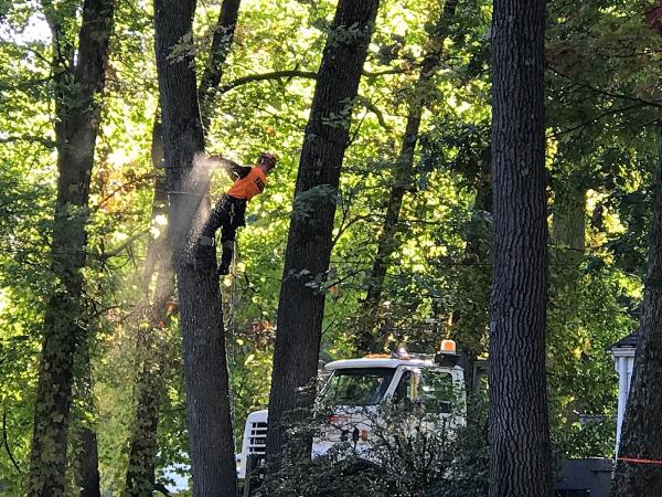 Timber Ridge Tree Care
