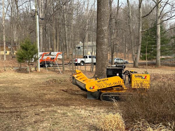 American Tree & Services