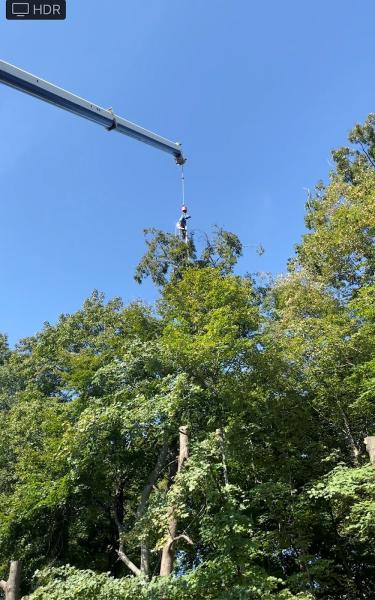 Landmarq Tree Service