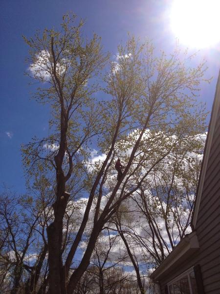 Landmarq Tree Service